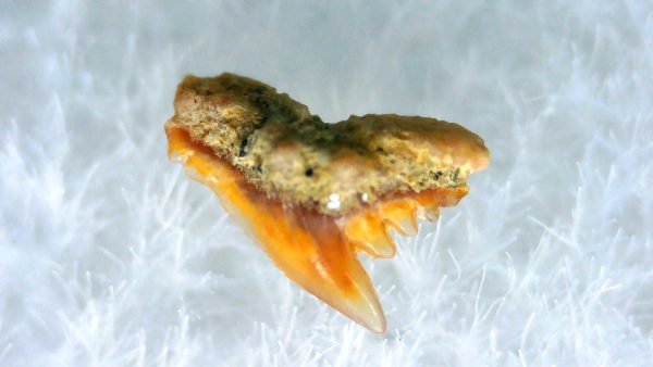 Galeorhinus Extinct Shark Tooth Fossil for Sale 30 - Image 2