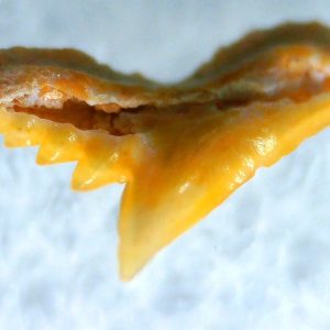 Galeorhinus Extinct Shark Tooth Fossil for Sale 31
