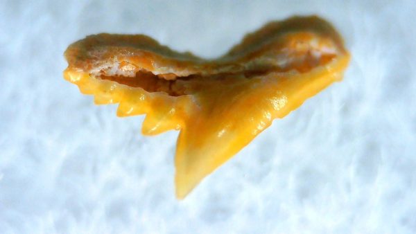 Galeorhinus Extinct Shark Tooth Fossil for Sale 31
