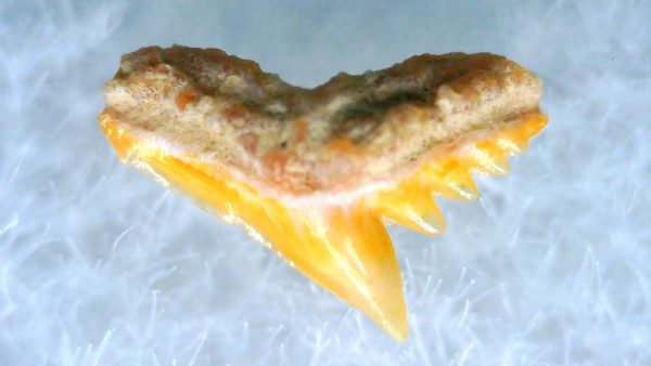 Galeorhinus Extinct Shark Tooth Fossil for Sale 31 - Image 2