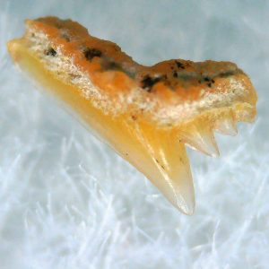 Galeorhinus Extinct Shark Tooth Fossil for Sale 32