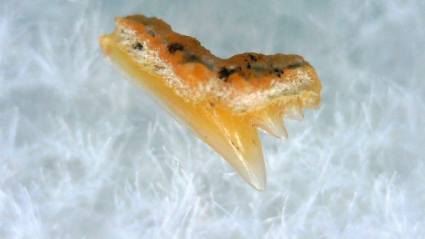 Galeorhinus Extinct Shark Tooth Fossil for Sale 32