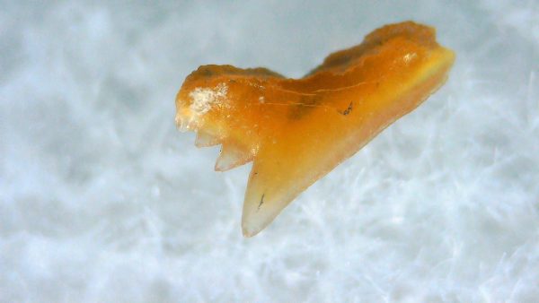 Galeorhinus Extinct Shark Tooth Fossil for Sale 32 - Image 2