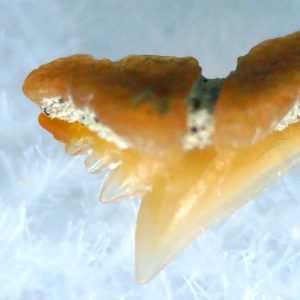 Galeorhinus Extinct Shark Tooth Fossil for Sale 33