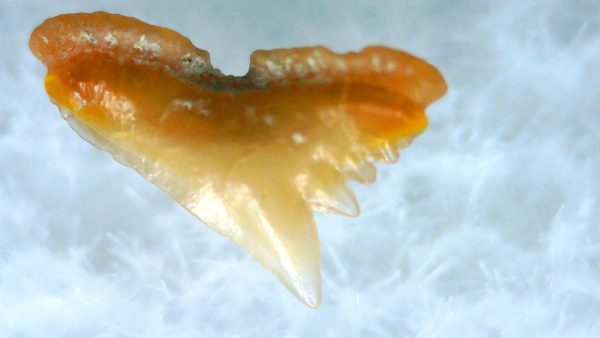 Galeorhinus Extinct Shark Tooth Fossil for Sale 33 - Image 2