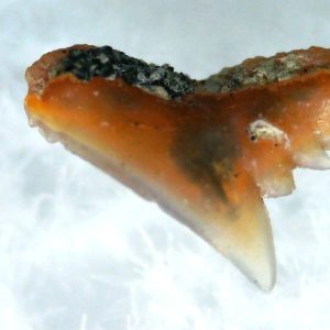 Galeorhinus Extinct Shark Tooth Fossil for Sale 34