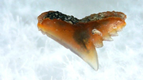 Galeorhinus Extinct Shark Tooth Fossil for Sale 34
