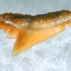 Galeorhinus Extinct Shark Tooth Fossil for Sale 35