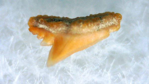 Galeorhinus Extinct Shark Tooth Fossil for Sale 35
