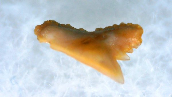 Galeorhinus Extinct Shark Tooth Fossil for Sale 35 - Image 2