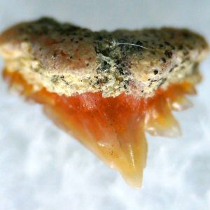 Galeorhinus Extinct Shark Tooth Fossil for Sale 36
