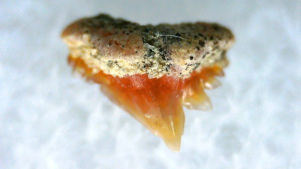 Galeorhinus Extinct Shark Tooth Fossil for Sale 36