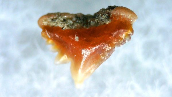 Galeorhinus Extinct Shark Tooth Fossil for Sale 36 - Image 2