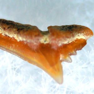 Galeorhinus Extinct Shark Tooth Fossil for Sale 37
