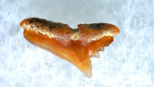 Galeorhinus Extinct Shark Tooth Fossil for Sale 37