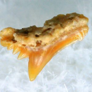 Galeorhinus Extinct Shark Tooth Fossil for Sale 38