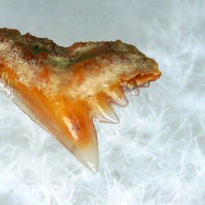 Galeorhinus Extinct Shark Tooth Fossil for Sale 39