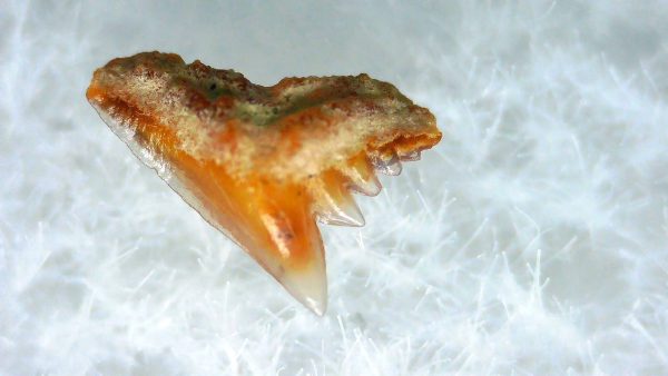 Galeorhinus Extinct Shark Tooth Fossil for Sale 39