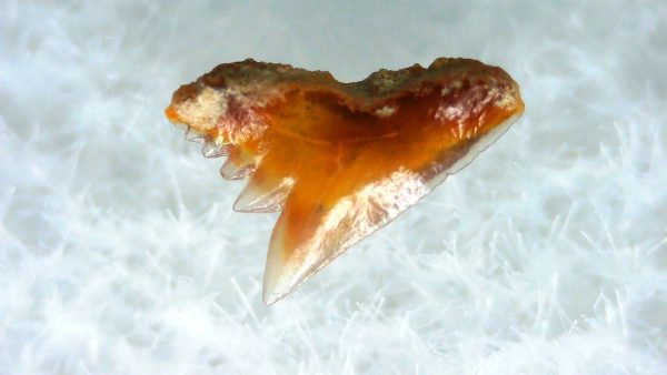 Galeorhinus Extinct Shark Tooth Fossil for Sale 39 - Image 2