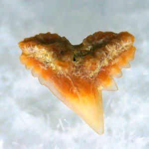 Galeorhinus Extinct Shark Tooth Fossil for Sale 40