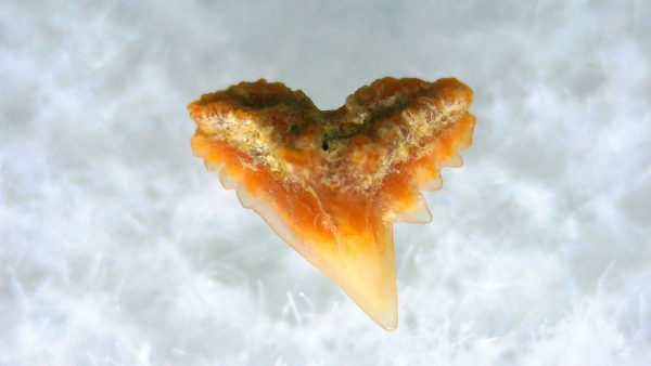Galeorhinus Extinct Shark Tooth Fossil for Sale 40