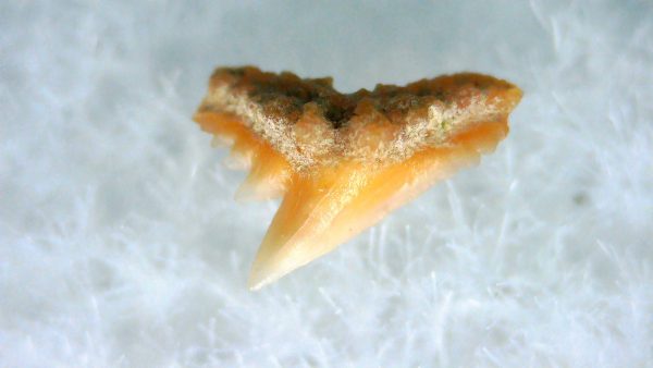 Genuine Miocene Age Galeorhinus Hound Shark Tooth Fossil For Sale from California #41