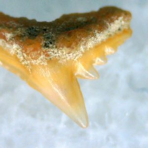 Galeorhinus Extinct Shark Tooth Fossil for Sale 42