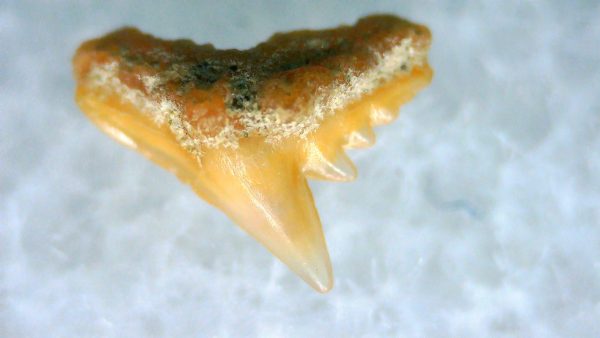 Galeorhinus Extinct Shark Tooth Fossil for Sale 42