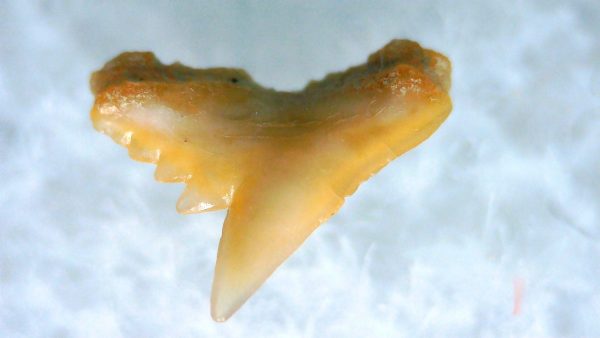 Galeorhinus Extinct Shark Tooth Fossil for Sale 42 - Image 2