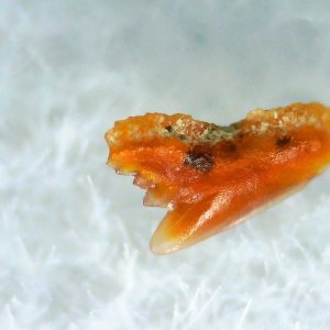 Galeorhinus Extinct Shark Tooth Fossil for Sale 43