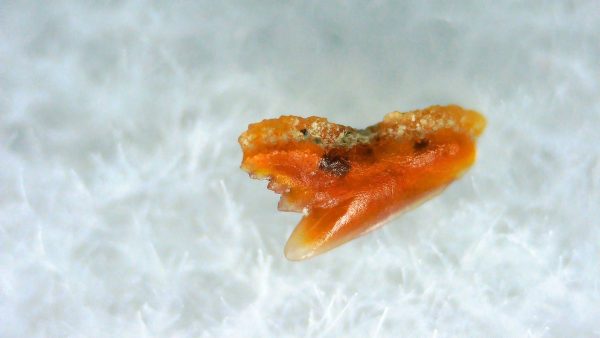 Galeorhinus Extinct Shark Tooth Fossil for Sale 43
