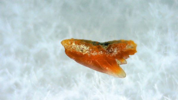 Galeorhinus Extinct Shark Tooth Fossil for Sale 43 - Image 2