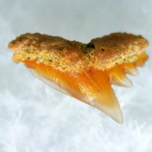 Galeorhinus Extinct Shark Tooth Fossil for Sale 44