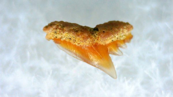 Galeorhinus Extinct Shark Tooth Fossil for Sale 44