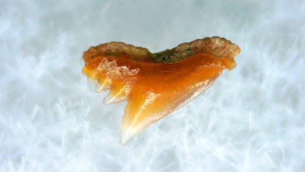 Galeorhinus Extinct Shark Tooth Fossil for Sale 44 - Image 2