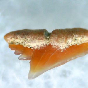 Galeorhinus Extinct Shark Tooth Fossil for Sale 45