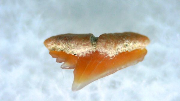 Galeorhinus Extinct Shark Tooth Fossil for Sale 45