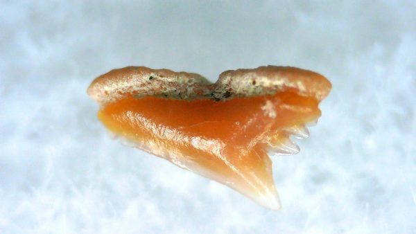 Galeorhinus Extinct Shark Tooth Fossil for Sale 45 - Image 2