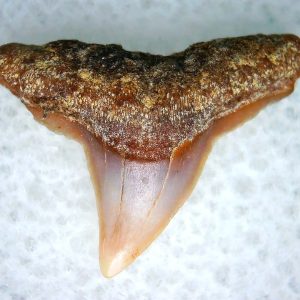 Carcharhinus Extinct Shark Tooth Fossil for Sale 1