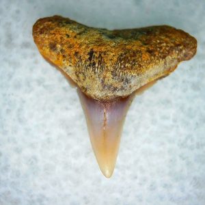 Carcharhinus Extinct Shark Tooth Fossil for Sale 10