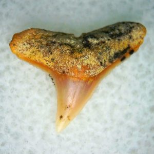 Carcharhinus Extinct Shark Tooth Fossil for Sale 11