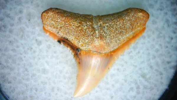 Carcharhinus Extinct Shark Tooth Fossil for Sale 12