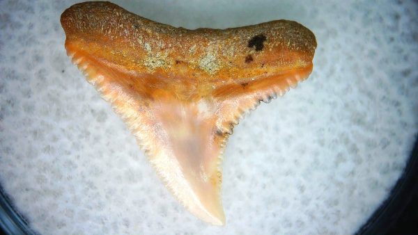 Carcharhinus Extinct Shark Tooth Fossil for Sale 12 - Image 2