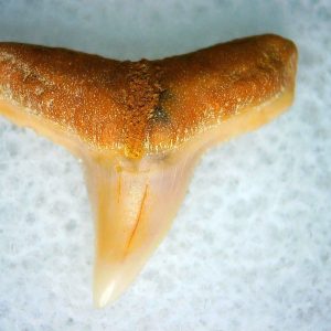 Carcharhinus Extinct Shark Tooth Fossil for Sale 13