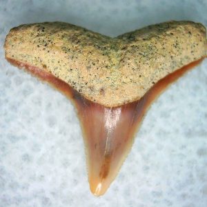 Carcharhinus Extinct Shark Tooth Fossil for Sale 14