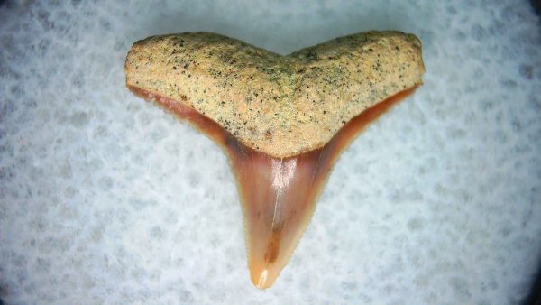 Carcharhinus Extinct Shark Tooth Fossil for Sale 14