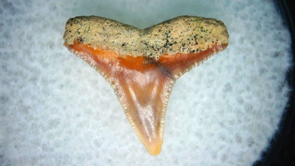 Carcharhinus Extinct Shark Tooth Fossil for Sale 14 - Image 2