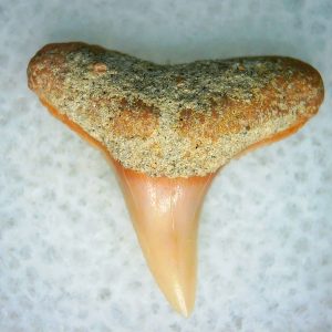 Carcharhinus Extinct Shark Tooth Fossil for Sale 16