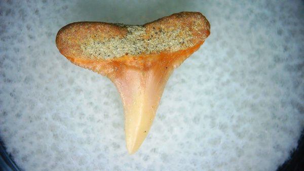 Carcharhinus Extinct Shark Tooth Fossil for Sale 16 - Image 2