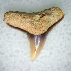 Carcharhinus Extinct Shark Tooth Fossil for Sale 17